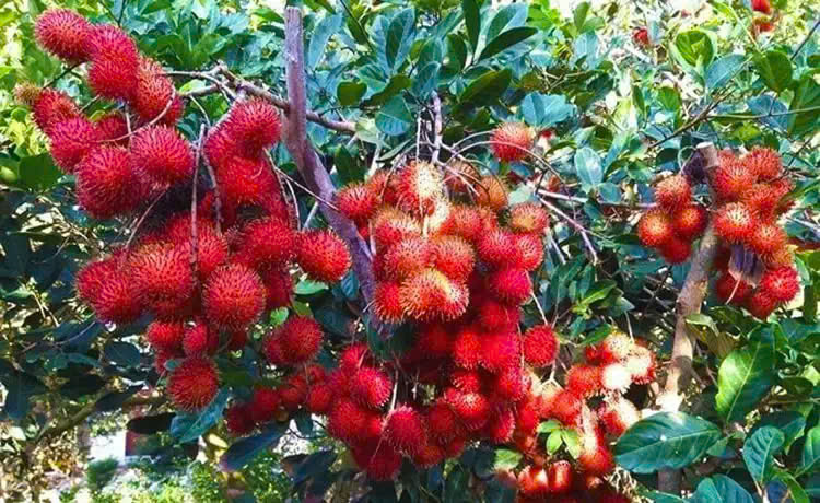 Vườn trái cây Tân Phú