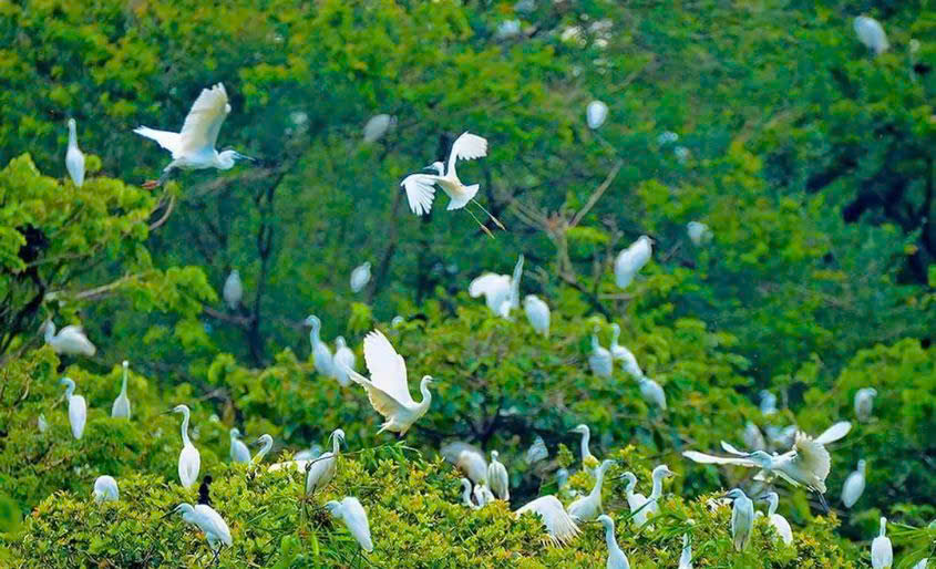 Vườn chim Vàm Hồ